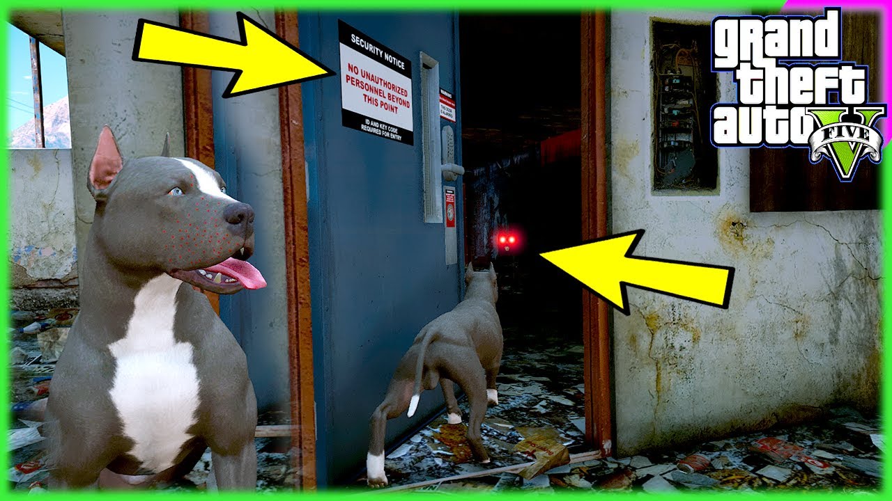 PİTBULL KATİL SİVAS KANGALI ŞEYTAN'IN EVİNE GİRİYOR!!😱 - GTA 5