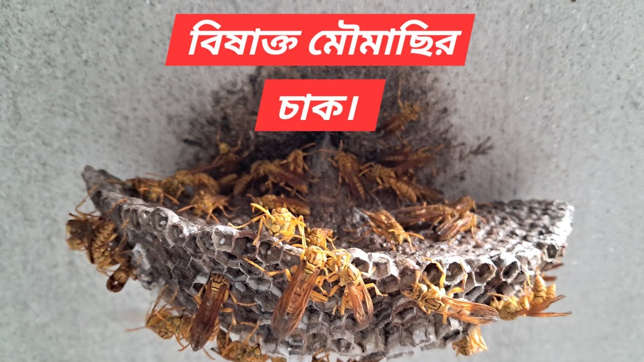 বিষাক্ত মৌমাছির মৌচাক । Poisonous bee's hive.