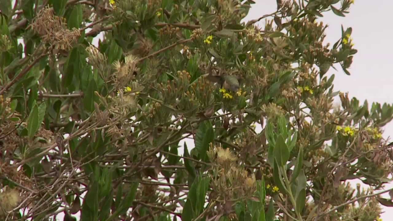 ARICA NATIVA: El Picaflor de Arica