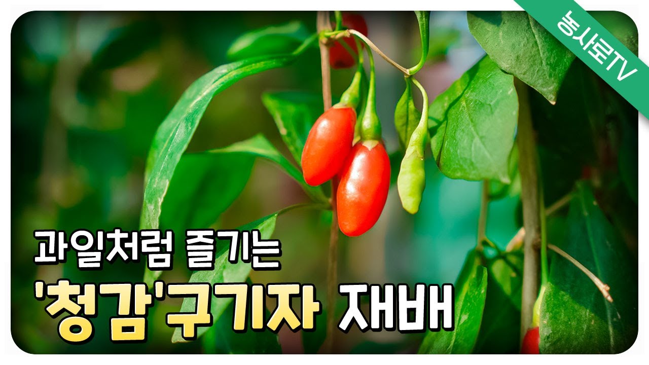 [농업기술동영상] 과일처럼 즐기는 ‘청감’구기자 재배