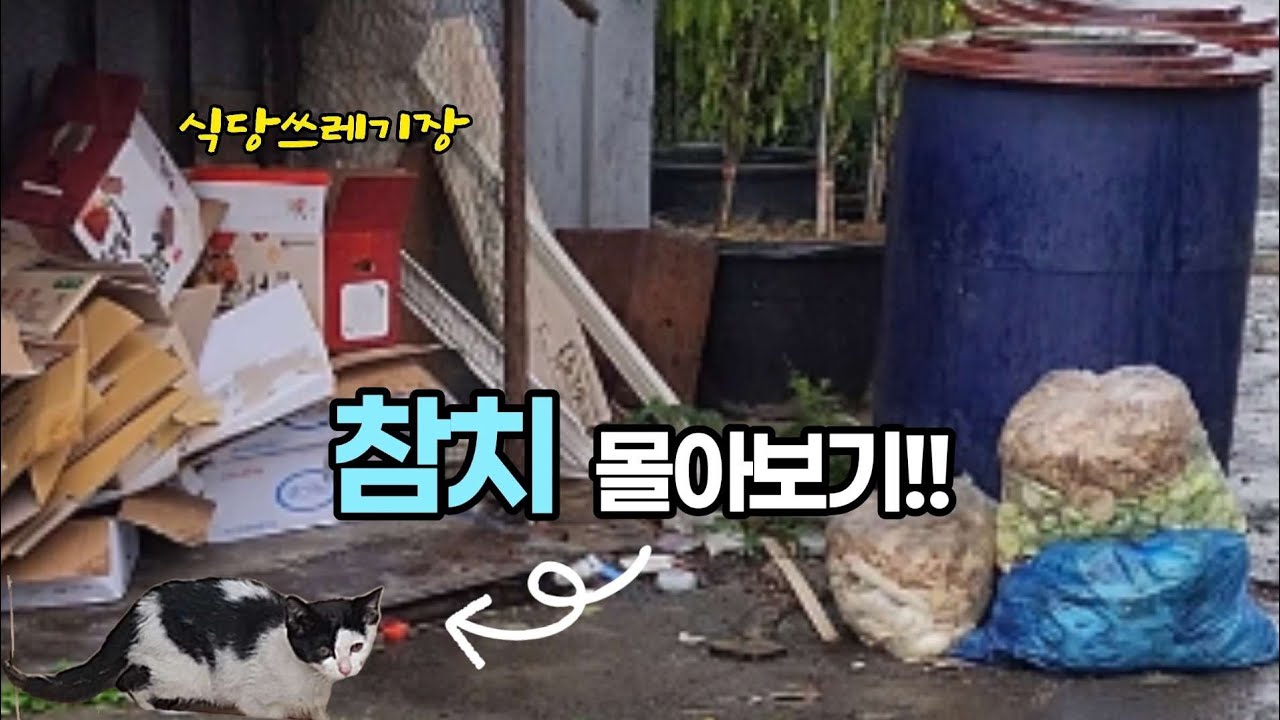 식당 쓰레기장에서 허기를 채웠던 아기고양이 참치 구조..[몰아보기]