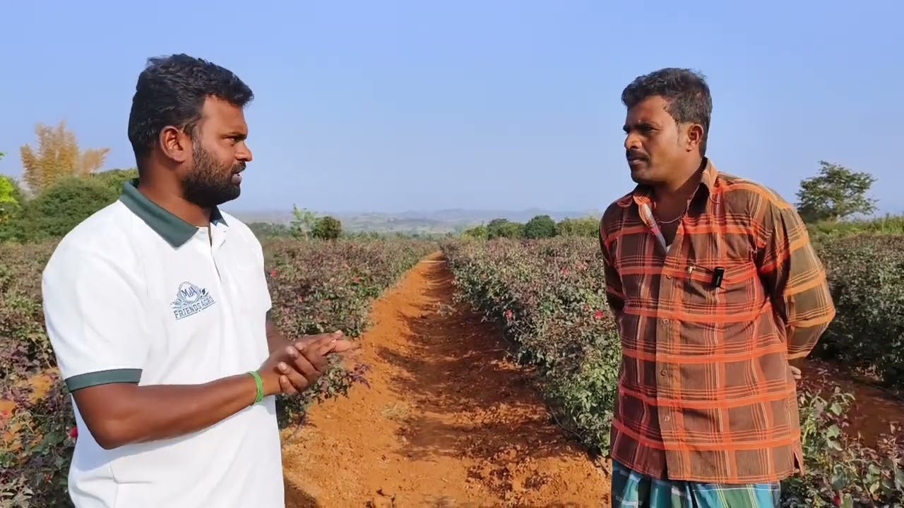 பன்னீர் ரோஸ் சாகுபடி முறையில் எட்டு வருடம் அனுபவம் உள்ள விவசாயி  உடன் கலந்துரையாடல் #shorts