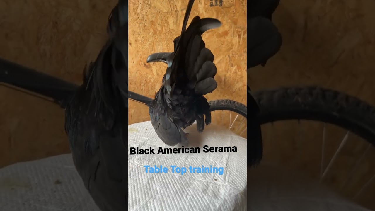 #animals #cute #farmlife #pets #birds #poultry_business #chicken #serama #tabletop #training