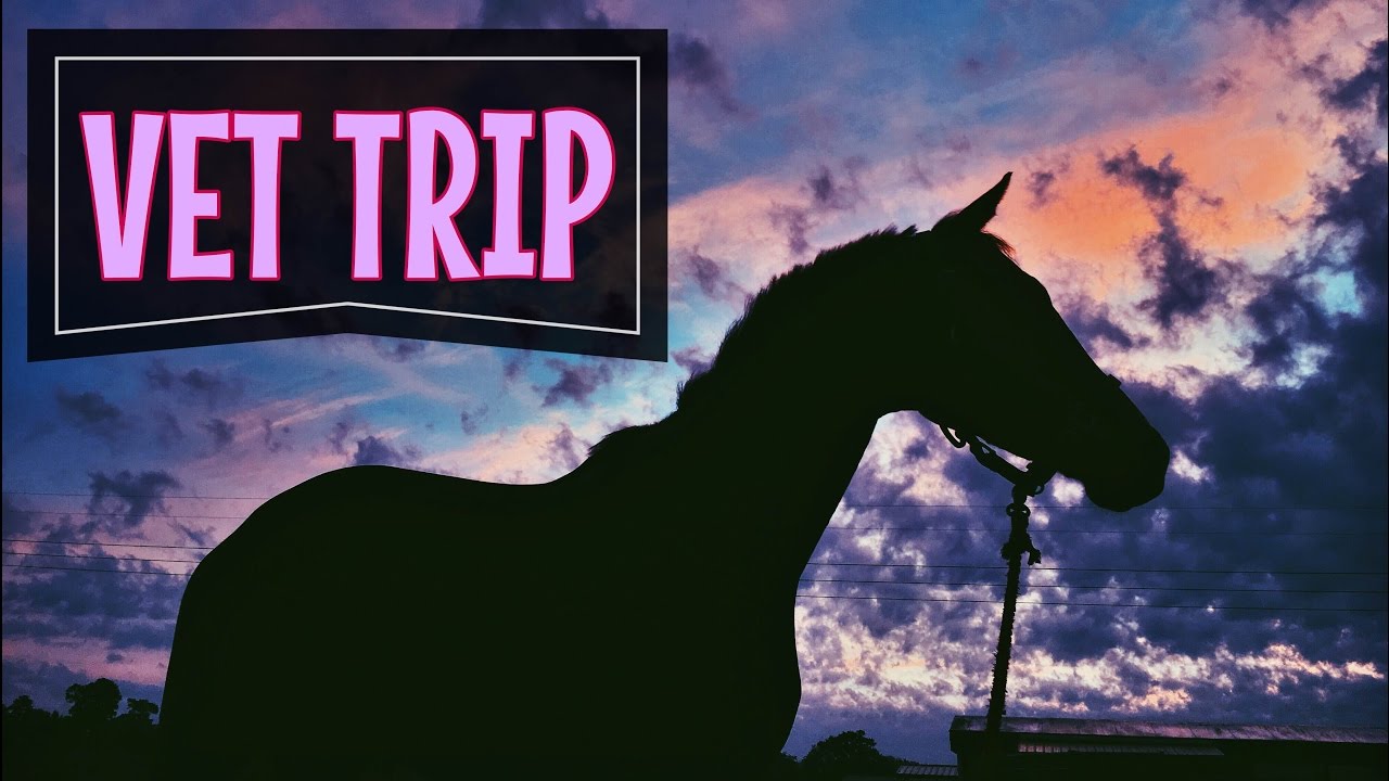 VET TRIP & GHOSTY WERK // BARN VLOG #4