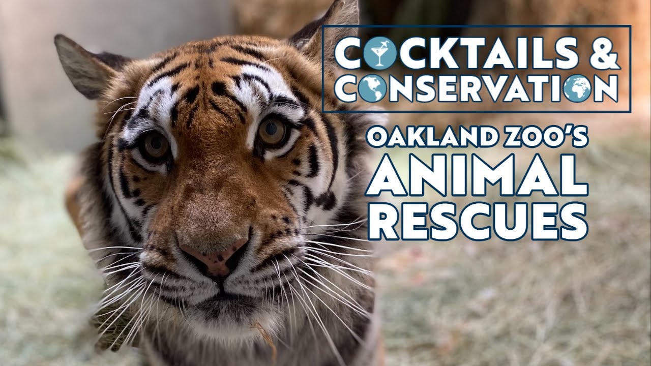 Cocktails & Conservation: Rescues at Oakland Zoo