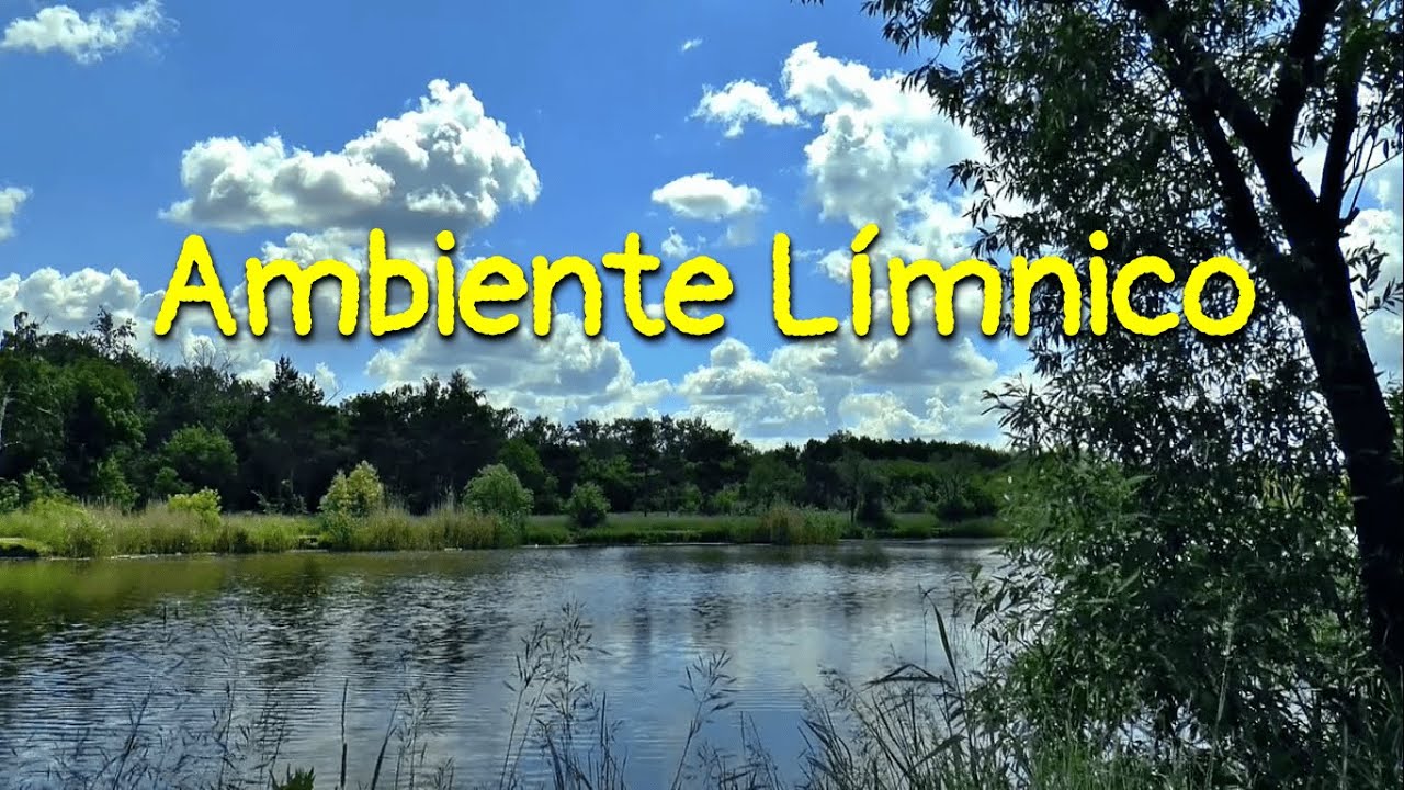 Aves Limícolas