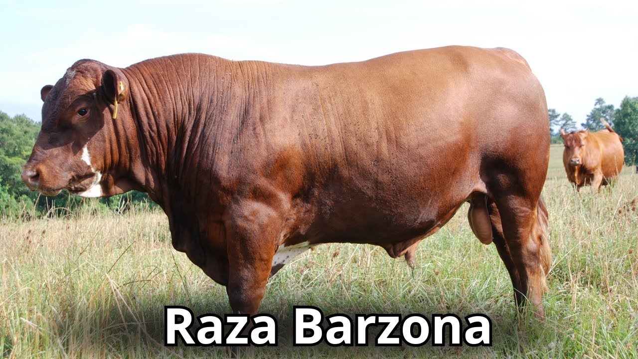 Raza Bovina Barzona. Origen, caracter&iacute;sticas y par&aacute;metros productivos de la raza