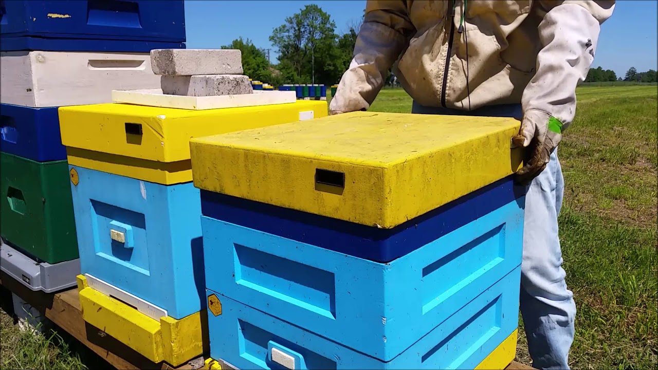 Dlaczego nie roją mi się pszczoły?