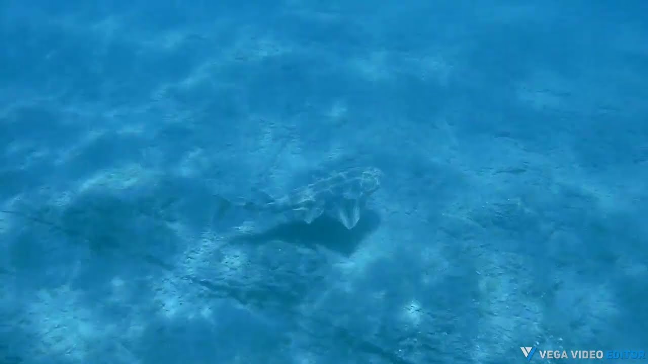 Angelote lanzarote buceo septiembre 2024