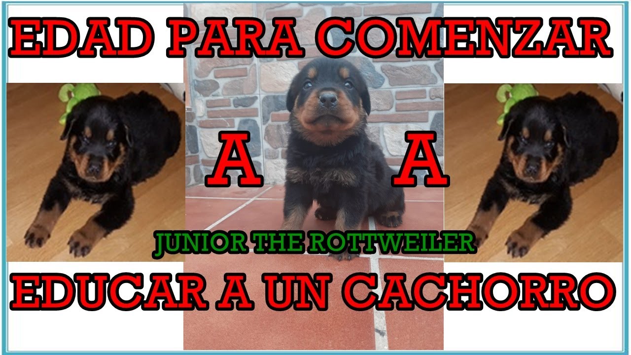 EDAD PARA COMENZAR A EDUCAR A UN CACHORRO 