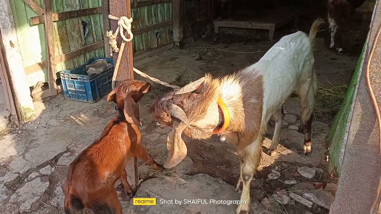 ছাগল নয় যেন বড় গরু  ।। মাশাআল্লাহ  ।।  লক্ষ্মীপুরে পাঠা ছাগলের খামার  ।।  বিট দেওয়া হয়