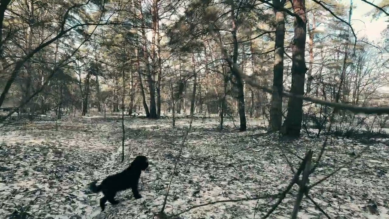 diary 03.02.2026 #top #nature #winter #relax #4k #3d #art  #walkthrough #weather #2026 #dairy #new