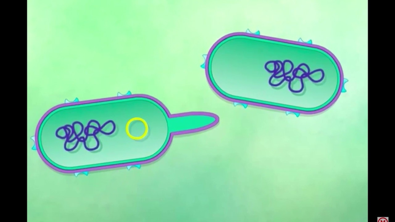 LA CONIUGAZIONE BATTERICA