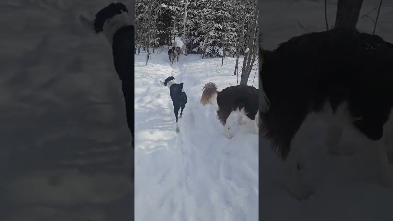 Puppy walk through the woods
