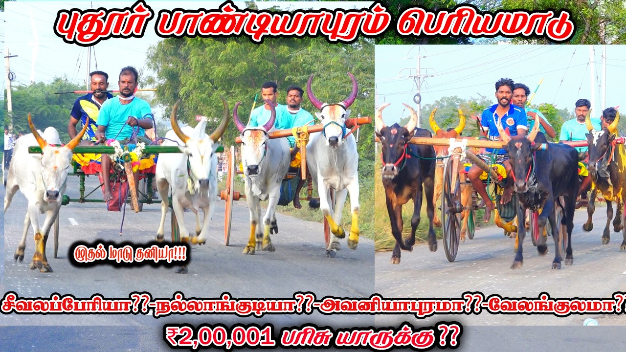 6புதூர்பாண்டியாபுரம்-பெரியமாடு-பந்தயம்_01.03.2026_V_Photography