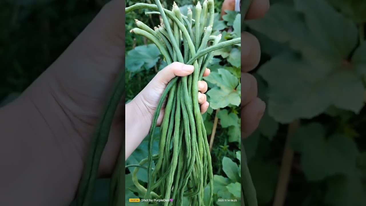 #harvest