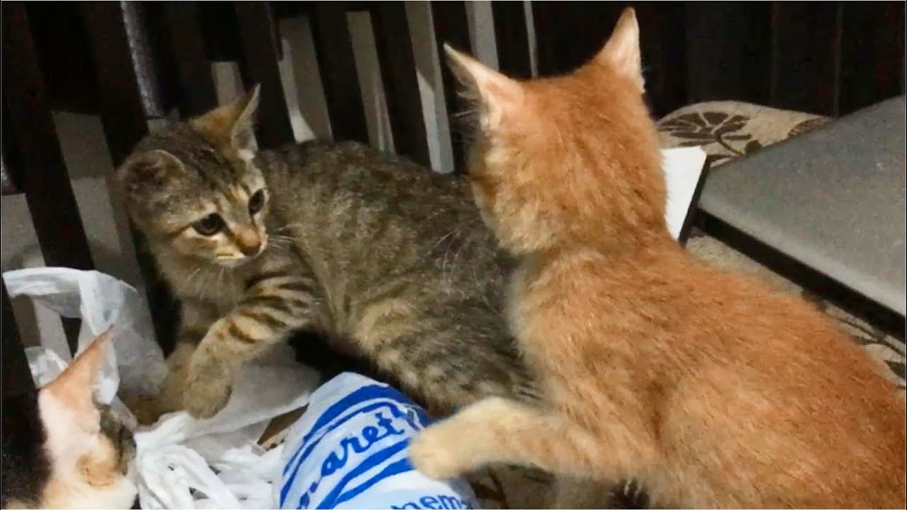 Angry Kittens Fighting And Hissing - Cats Meowing