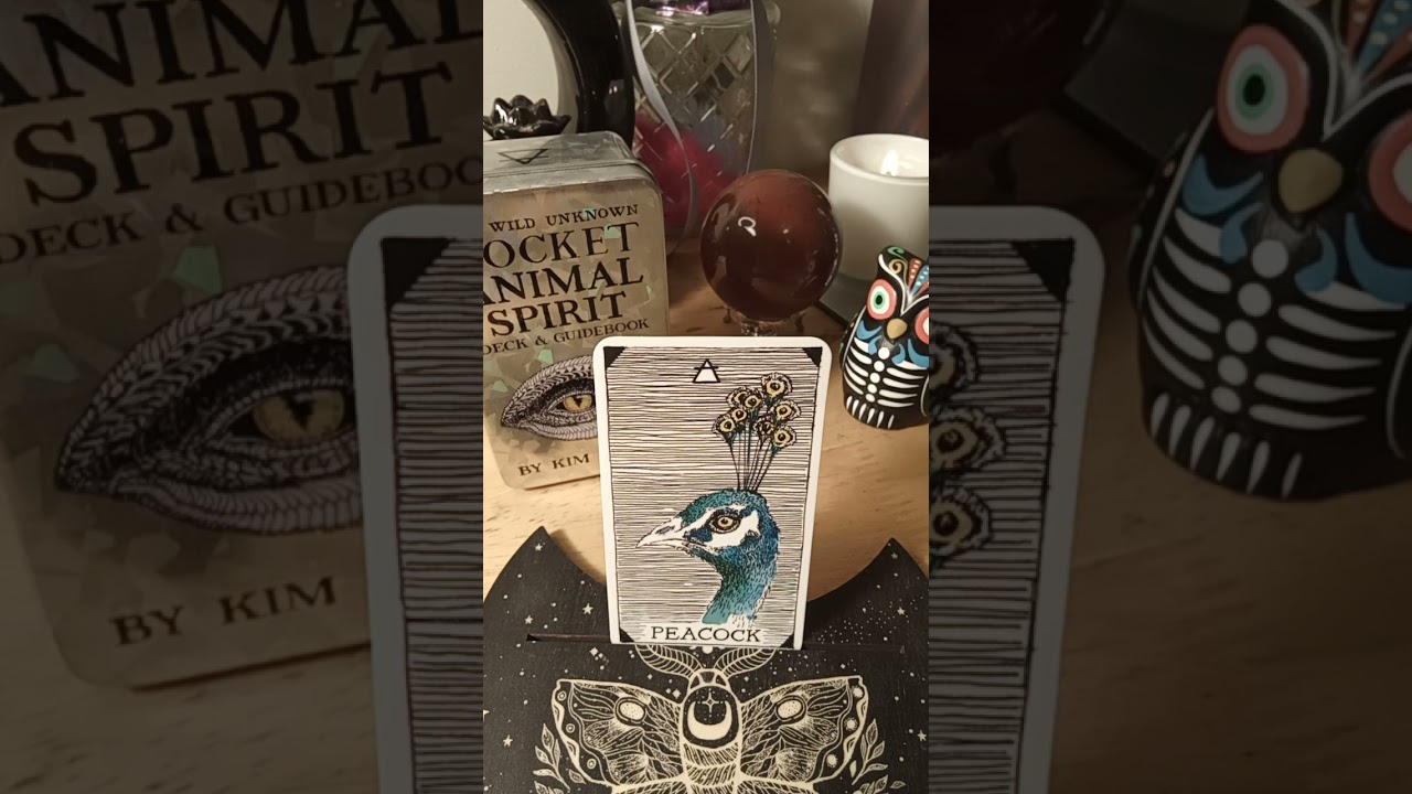 Peacock Animal Spirit Message | From The Wild Unknown Pocket #AnimalSpirit Deck #guidance #healing