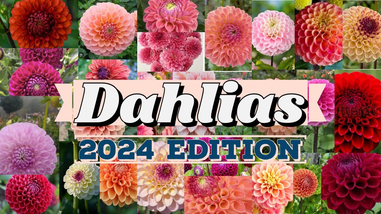 Dahlias: 2024 Edition | 2024 Dahlia Extravaganza - A Palette of Blooms Unveiled!