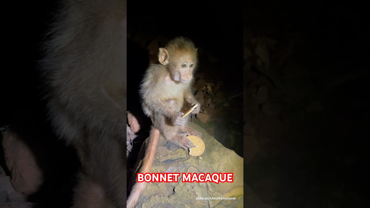 Bonnet Macaque | Explore | BycatchAndAdventures #ape #monkey #shorts #youtubeshorts