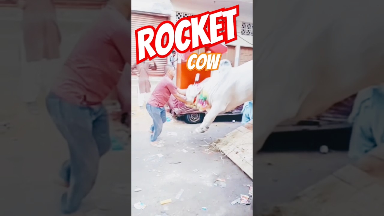 #rocket #cow #viral #live #goingviral #pakistan #animals #respect #respect #shorts #short
