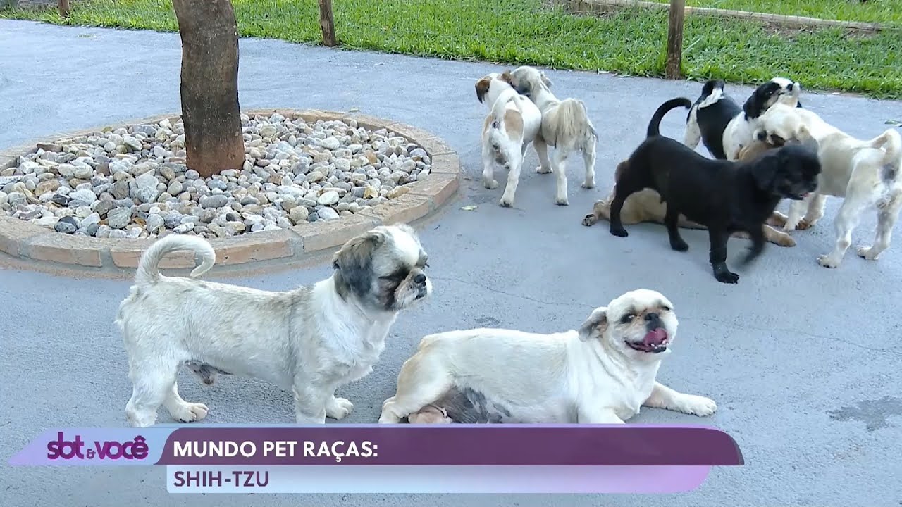 Mundo Pet Especial Raças: Shih-Tzu | Ep. 8
