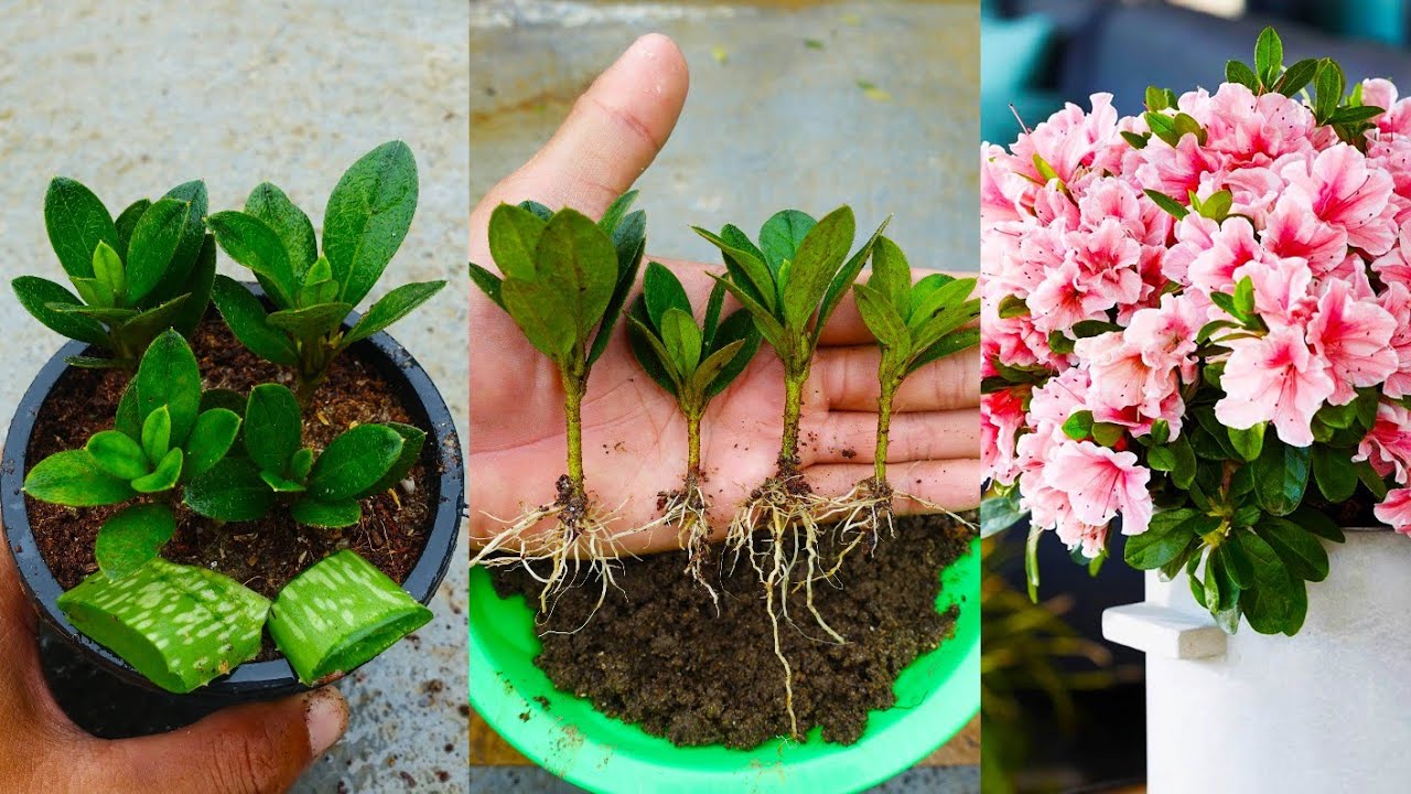 How to grow azalea plant from cuttings in simple way with updates