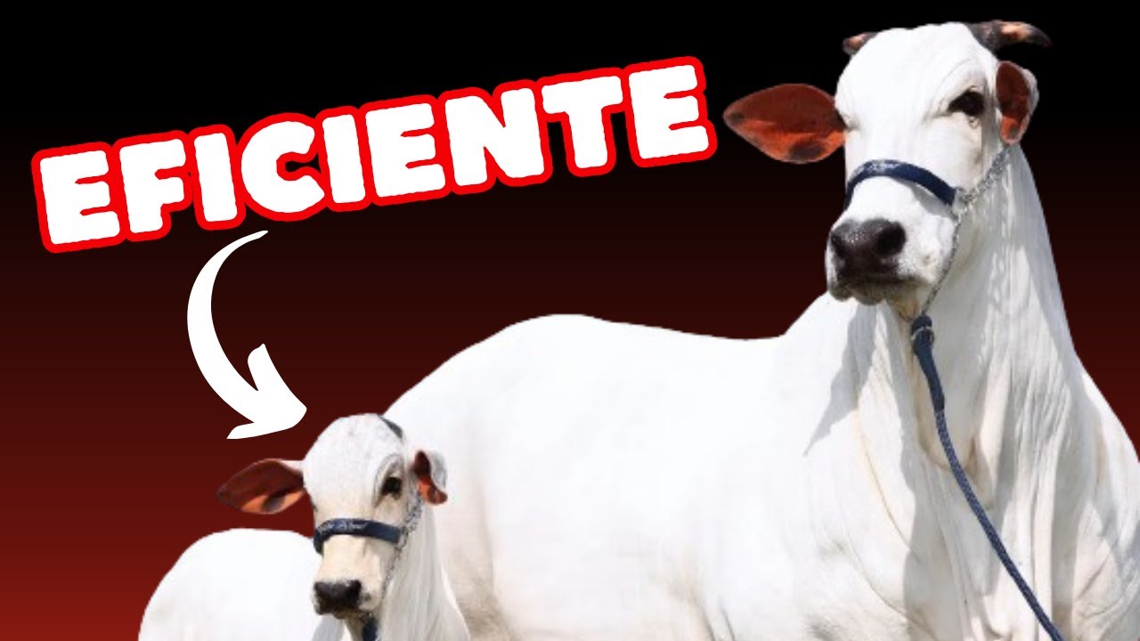 C&oacute;mo Implementar un Programa de Alimentaci&oacute;n Eficiente para Ganado de Engorde