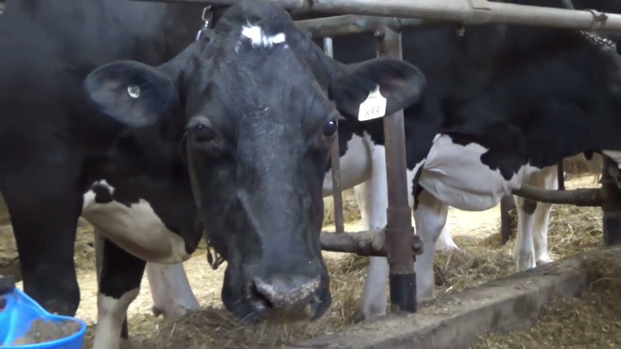 Howe Holsteins Barn Farm Tour