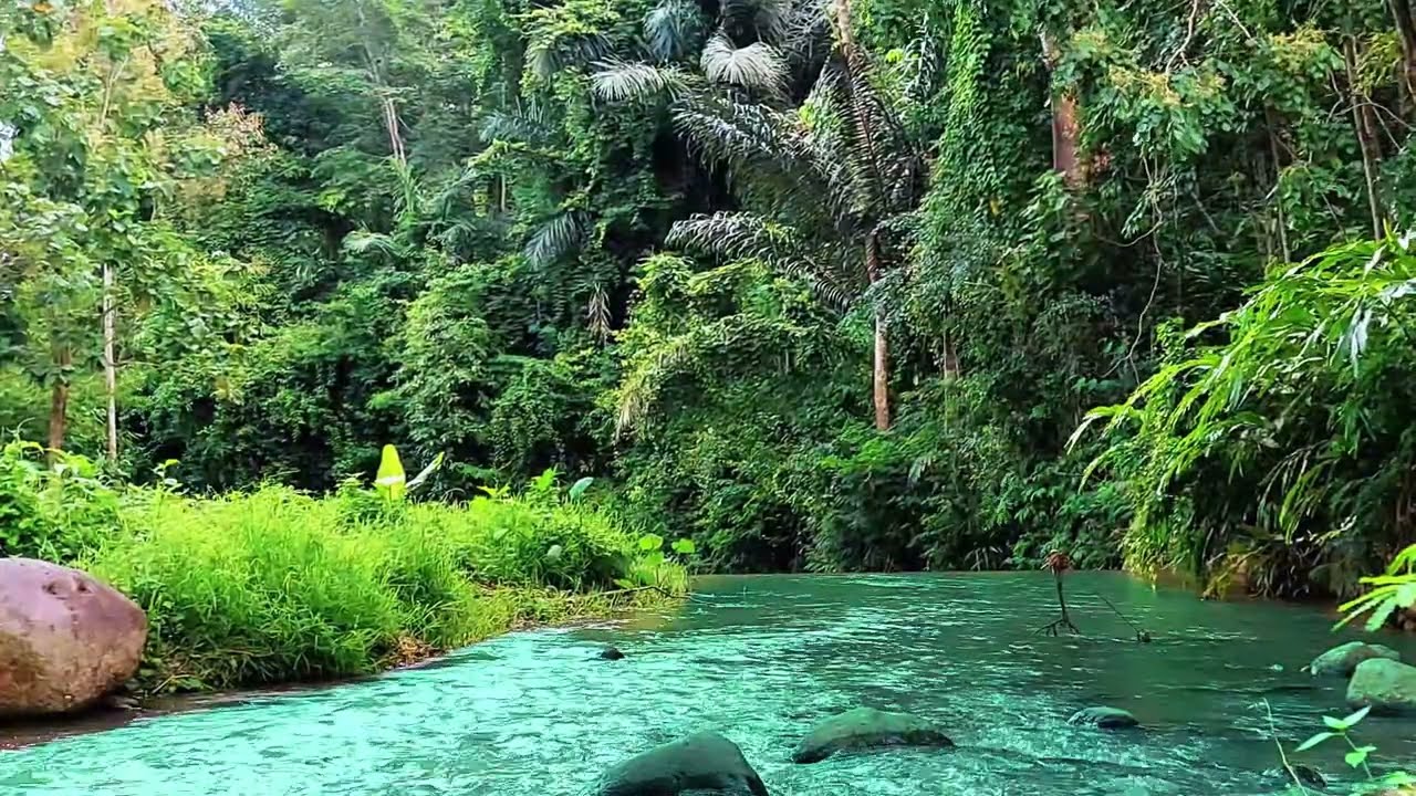 Calm Forest Water Sounds for Mind and Body