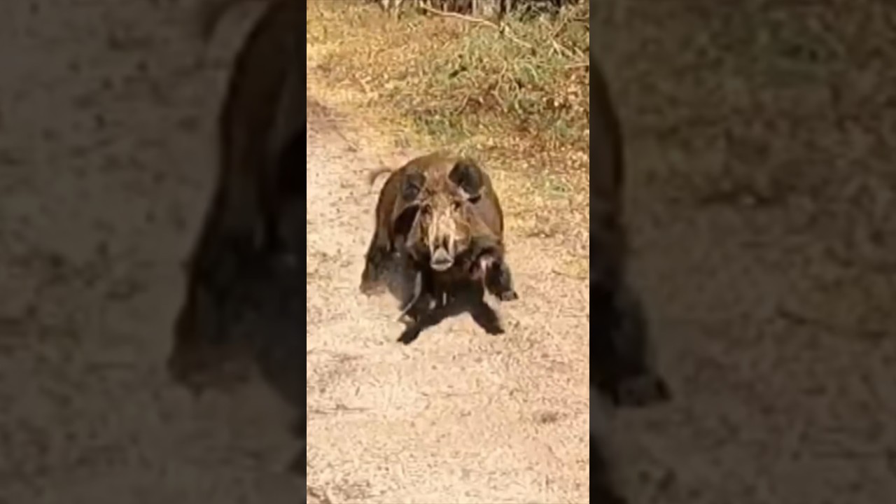Tips om een aanval van een wild zwijn te voorkomen 😳🐗 deel 1 | #L1Nieuws