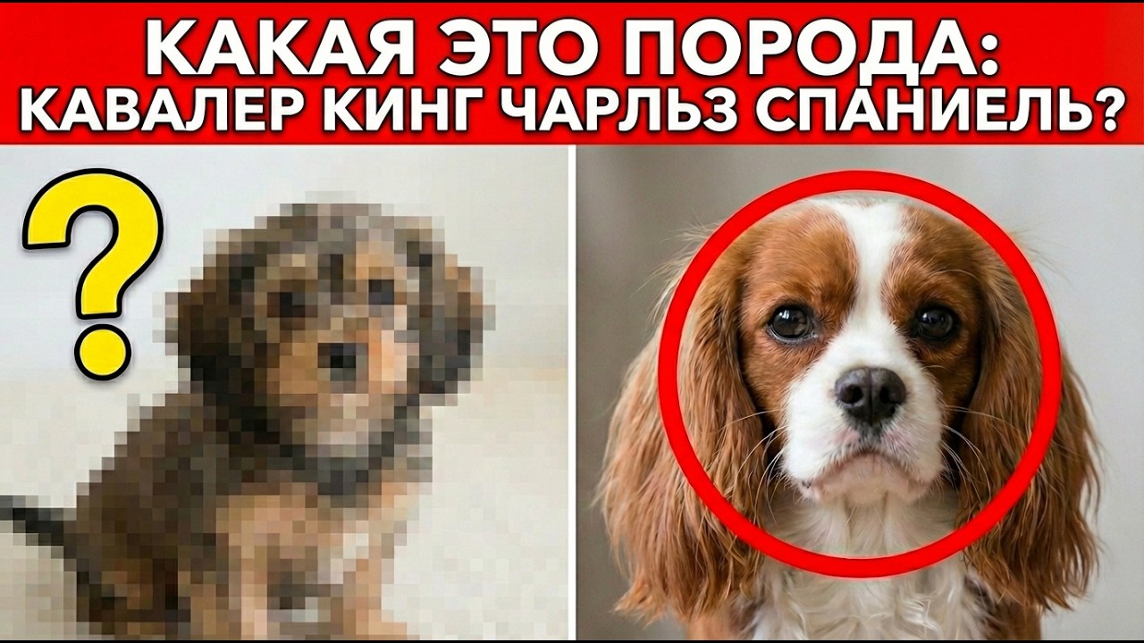 Что за собака: Кавалер кинг-чарльз-спаниель?