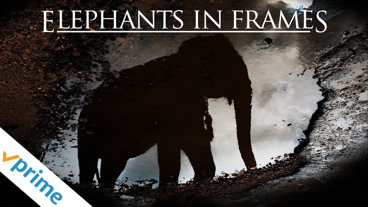 Elephants in Frames | Trailer | Available now
