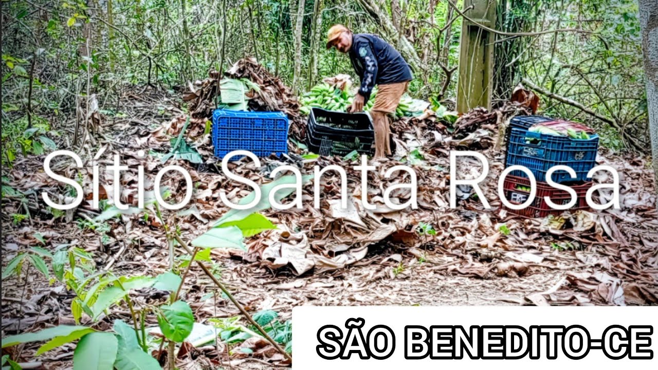 São Benedito-CE Sítio Santa Rosa pegando banana 28/01/26.