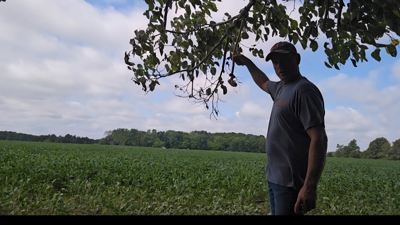 Scouting , hanging a rope under my stand and a camera..! 
