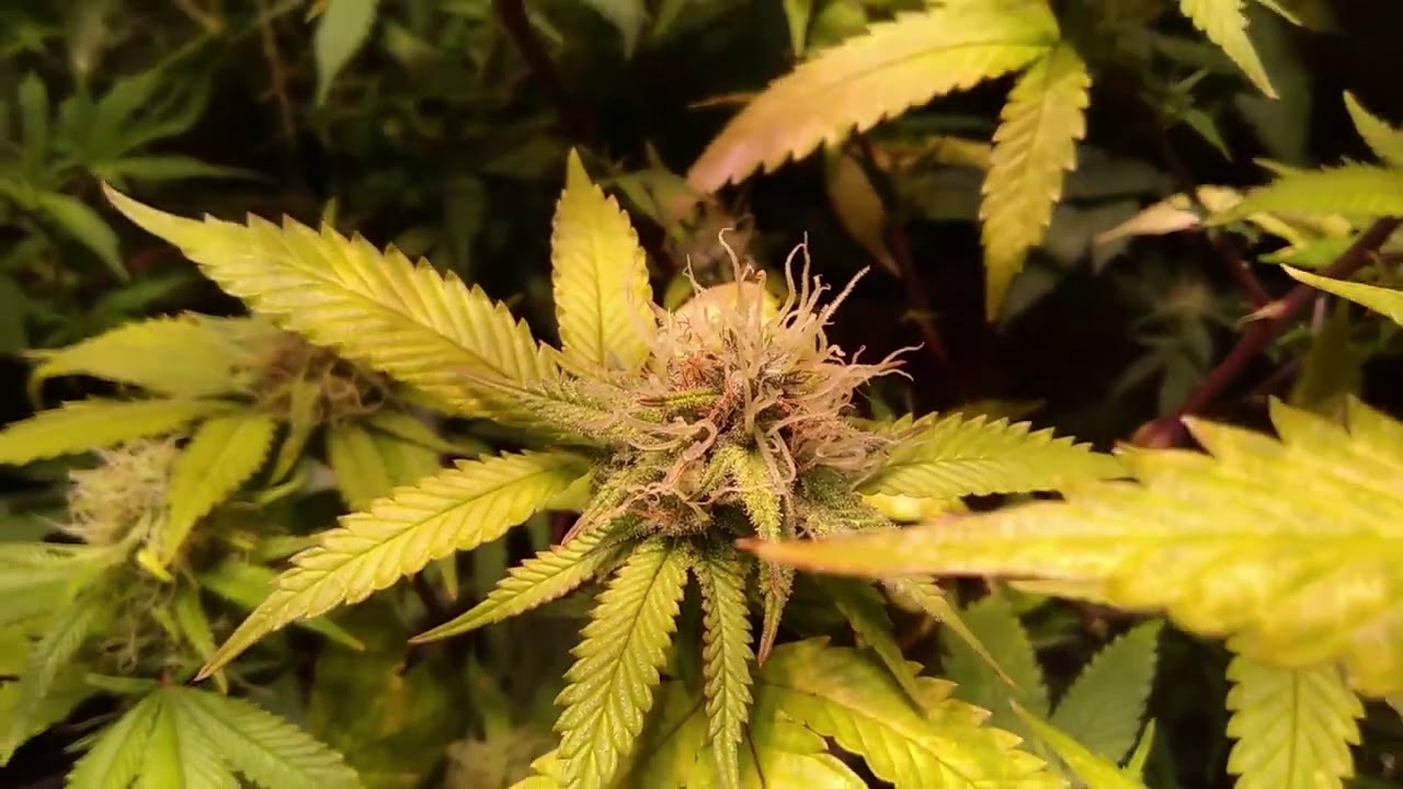 Tripz88 New Indoor Garden Update with TNB Naturals