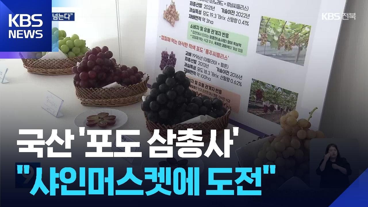 고품질 국산 포도 삼총사&hellip;&ldquo;샤인 머스캣 뛰어넘는다&rdquo; / KBS  2025.10.16.