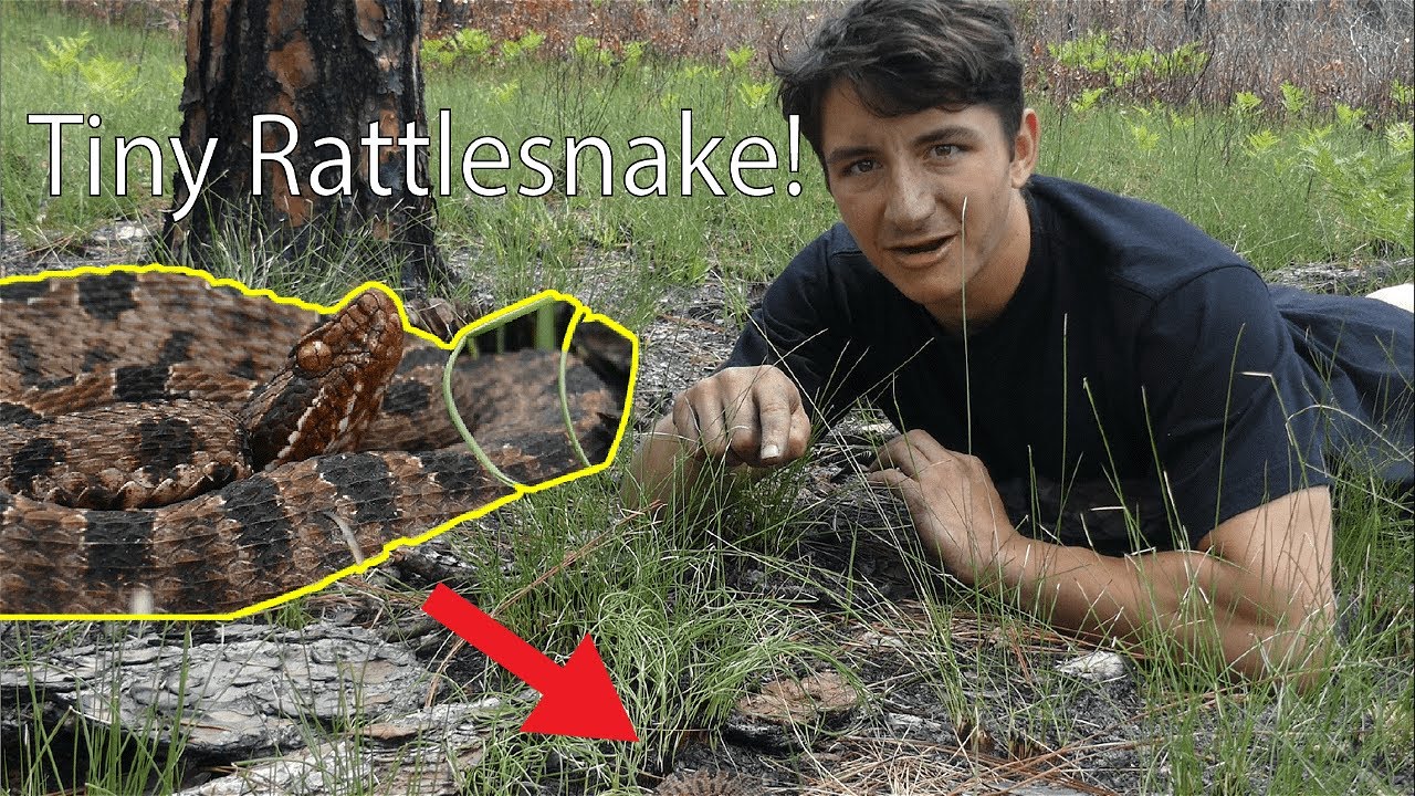 The Carolina Pygmy Rattlesnake: Everything You Need To Know!