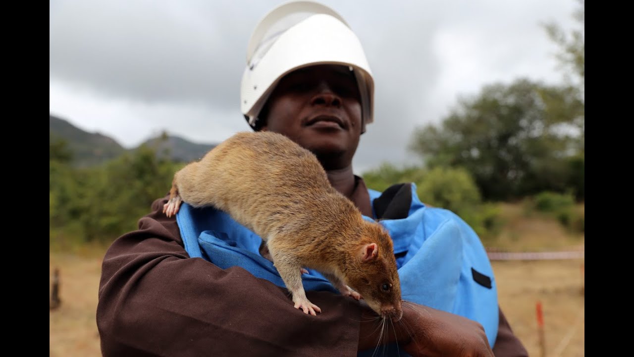 Mine-free Mozambique