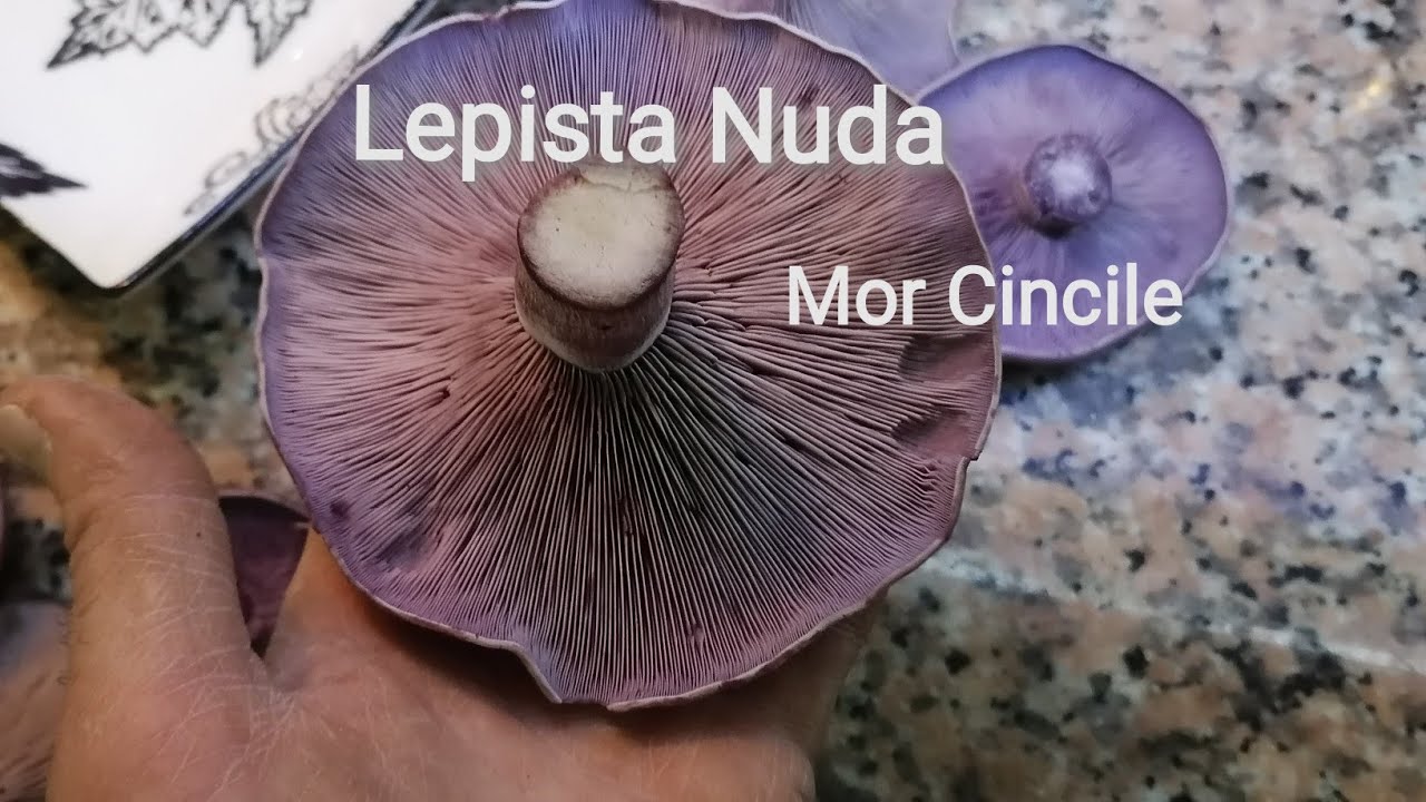 Mor cincile, Mavi cincile, Lepista nuda, &ccedil;i&ccedil;ek kokulu mantar, wood blewit