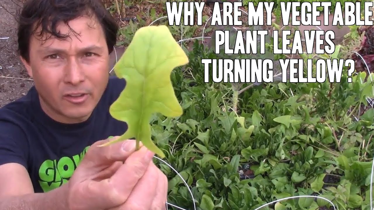Why are my Vegetable Plant Leaves Turning Yellow?  Are they Ok to Eat?