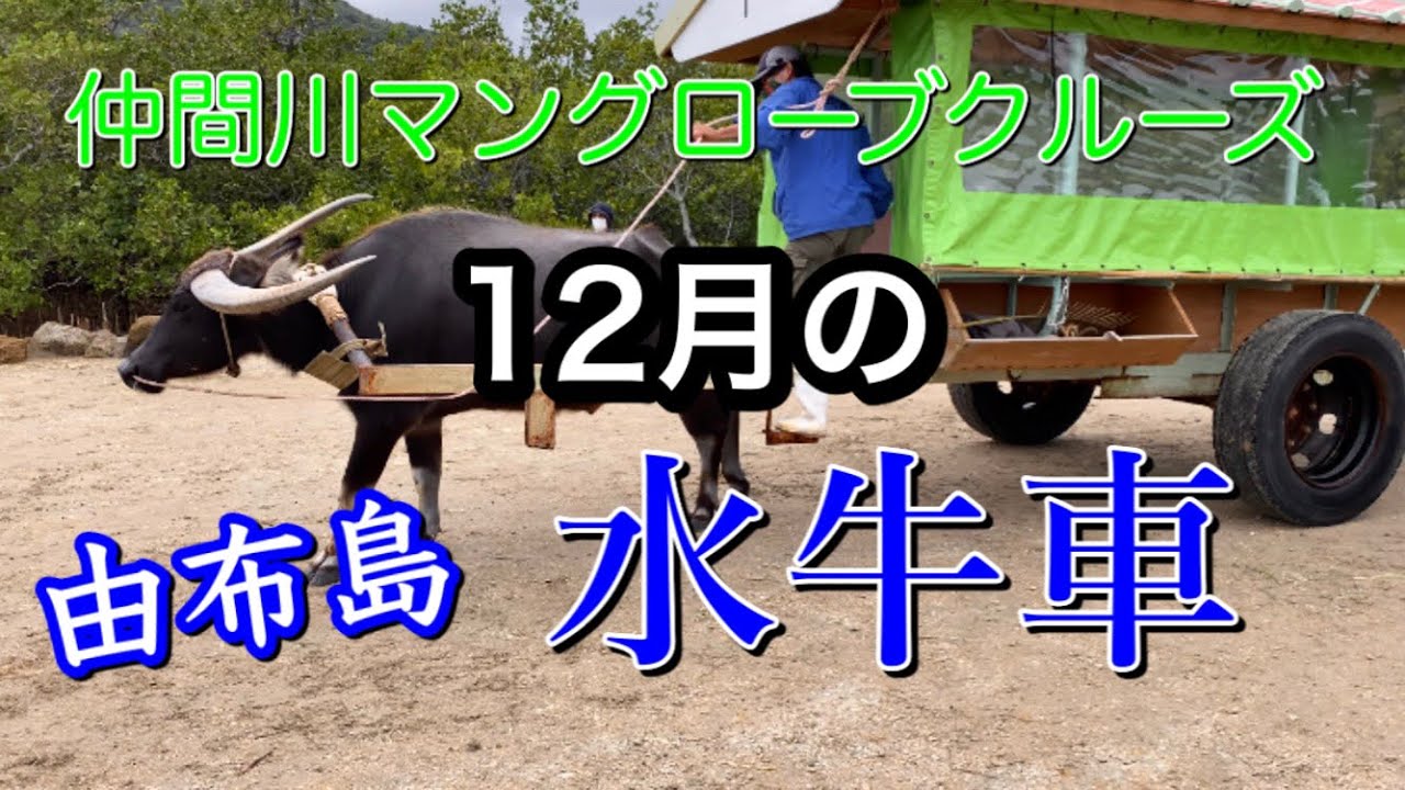 【沖縄旅行】２泊３日ひとり旅『仲間川マングローブクルーズ』『水牛車で渡る由布島』@ChannelKoji