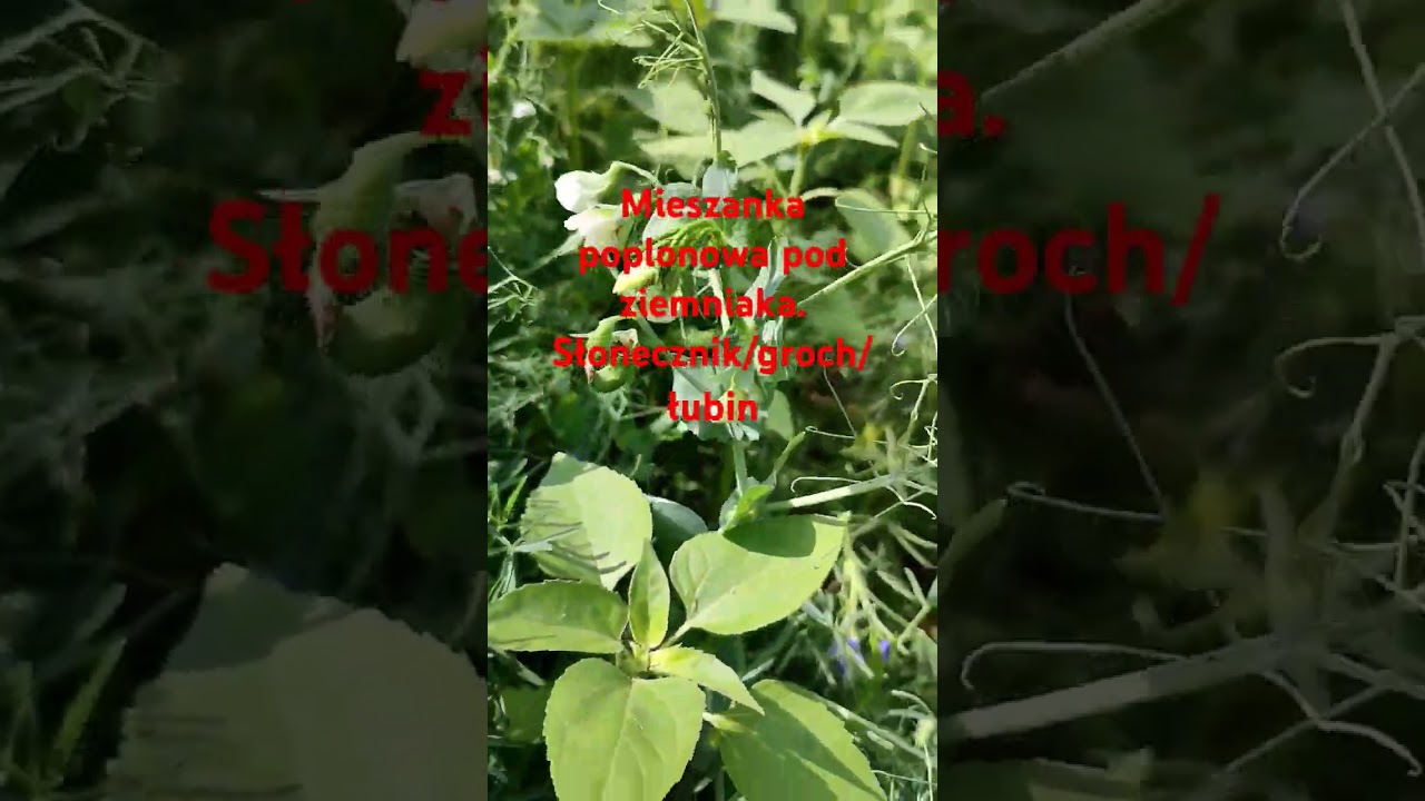 Mieszanka poplonowa pod ziemniaka. Słonecznik + groch + łubin