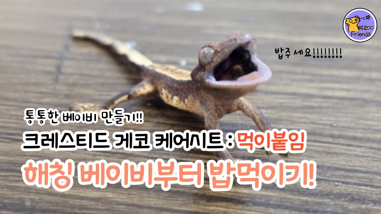 크레베이비 맘마먹이기