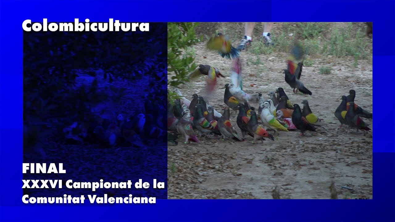 Final Campionat de Colombicultura de la Comunitat Valenciana 2022