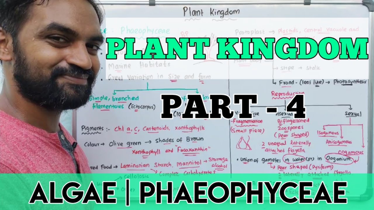 Plant kingdom | Part 4 | Phaeophyceae