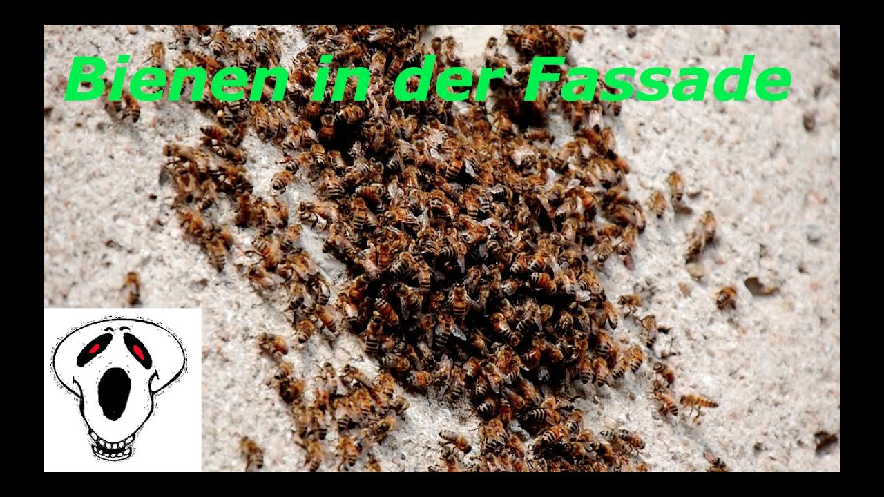 Bienenschwarm in der Fassade