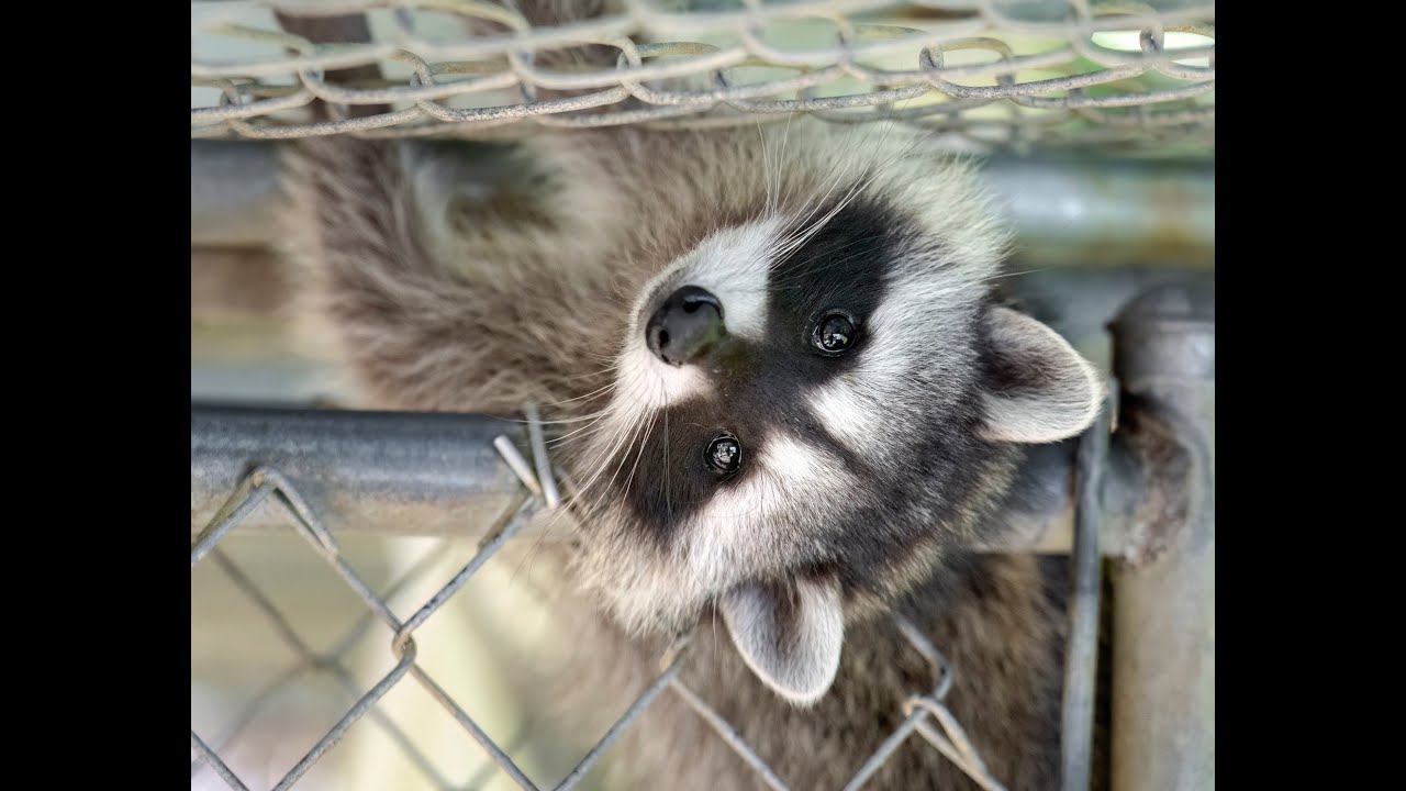 Bidding For Bandits - Sarvey Wildlife