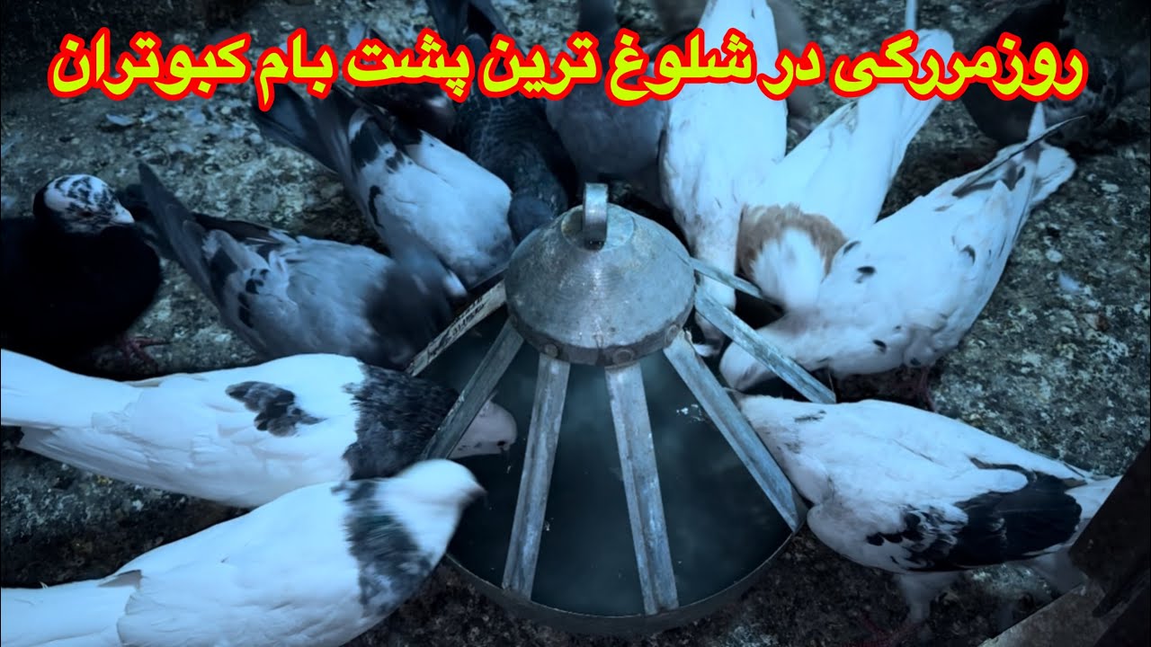 شلوغترین ساختمان کبوتران آلمانی٫رنگه٫پلاکی٫مسافتی٫تهرانی 💁روزمررگی در پشت بام 