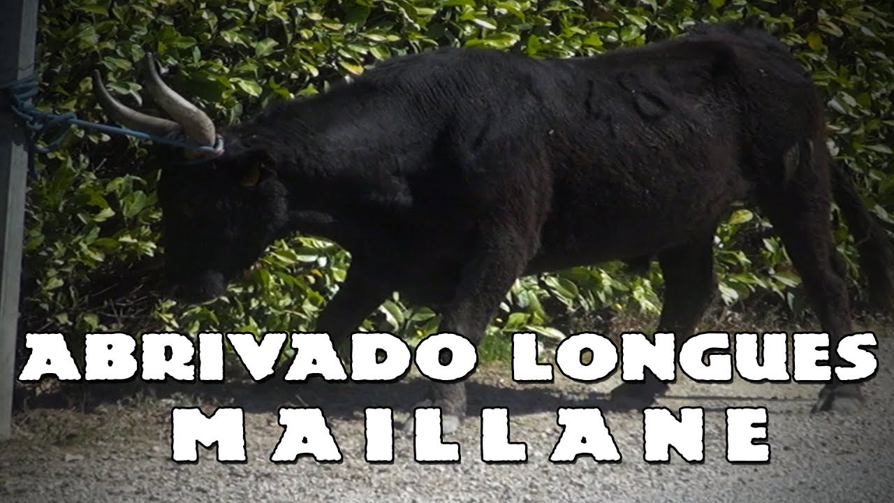 MAILLANE Abrivado Longues 1314-04-2019 🐴